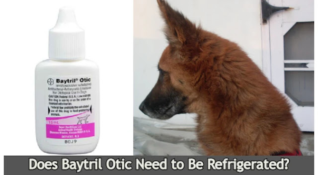does-Baytril-otic-ear-drops-need-to-be-refrigerated-image