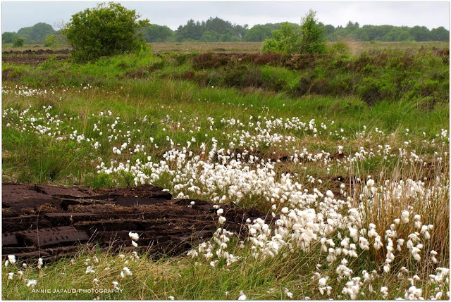 bog cotton Annie Japaud Photography 2013