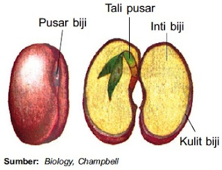 Apabila serbuk sari dan putik telah masak dan terjadi Pintar Pelajaran Struktur, Fungsi, Bagian Buah dan Biji pada Tumbuhan