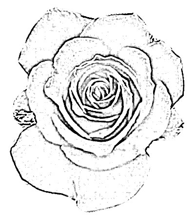 Sketch of Flower Red Rose Drawing