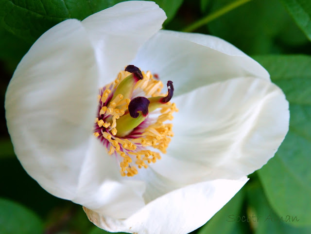 Paeonia japonica