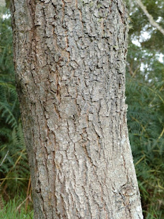 Tamarin des hauts - Acacia hétérophylle - Acacia heterophylla 