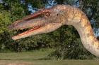 Coelophysis!!!