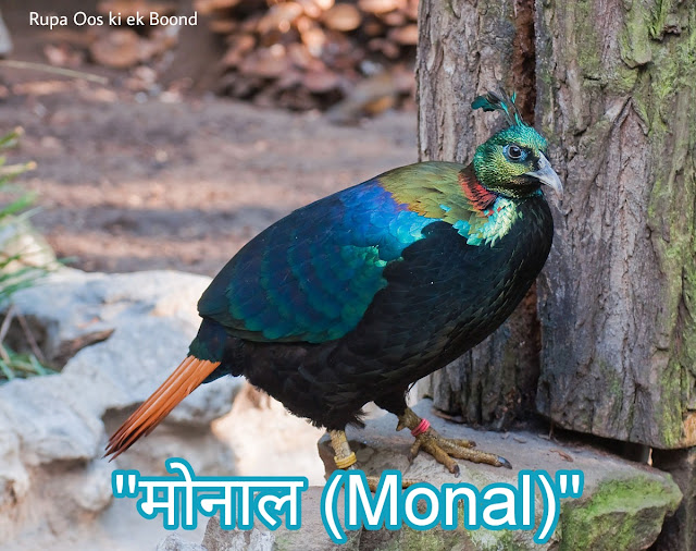 उत्तराखंड  का राजकीय/राज्य पक्षी || State Bird Of Uttarakhand ||