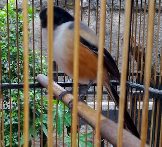 Cara Merawat Burung Cendet yang Ngedrop