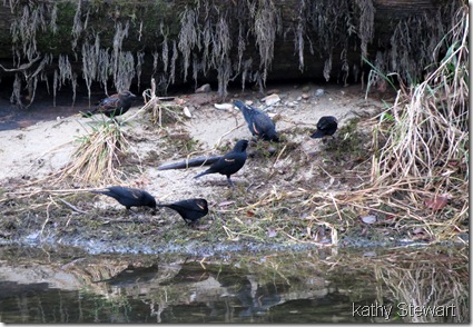 Red-wing Blackbirds