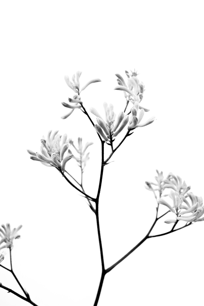 black and white shot of kangaroo paw