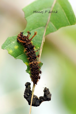 Caterpillar of Commander Butterfly