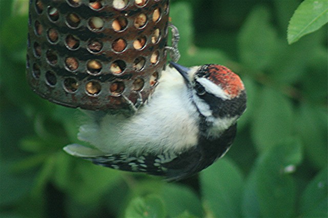  that it was a young Hairy Woodpecker and I believe he was right