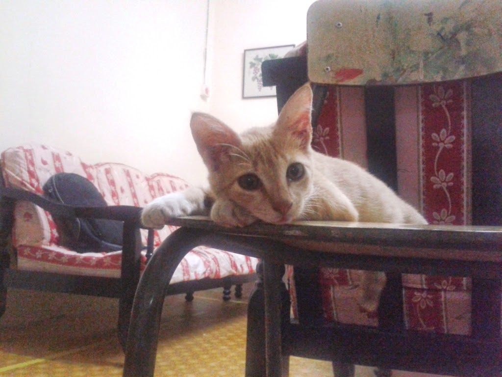 Kami sayaNg kuciNg