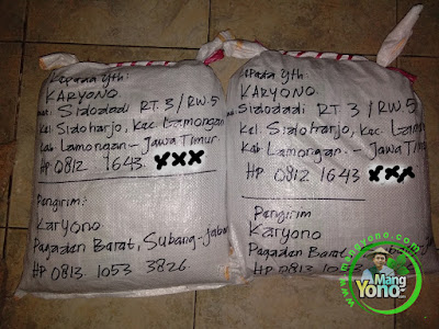  Packing benih padi pesanan  KARYONO Lamongan, Jatim  