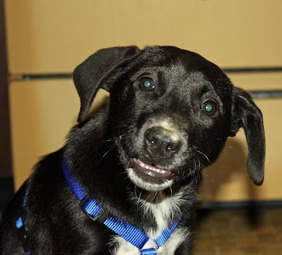 Awkward Dog Smiles Seen On www.coolpicturegallery.us