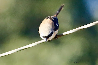 Long-tailed Shrike