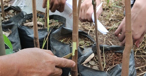 Cara Okulasi Tanaman  Karet Mampir Kebun