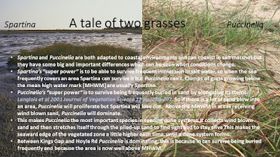 A comparison of Spartina and Puccinelia grasses