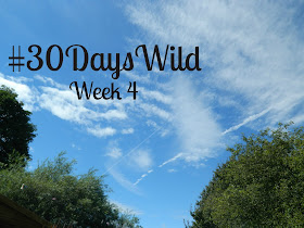 30 Days Wild Challenge | Week 4