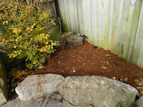 Bedford Park Toronto Fall Cleanup After by Paul Jung Gardening Services--a Toronto Organic Gardener