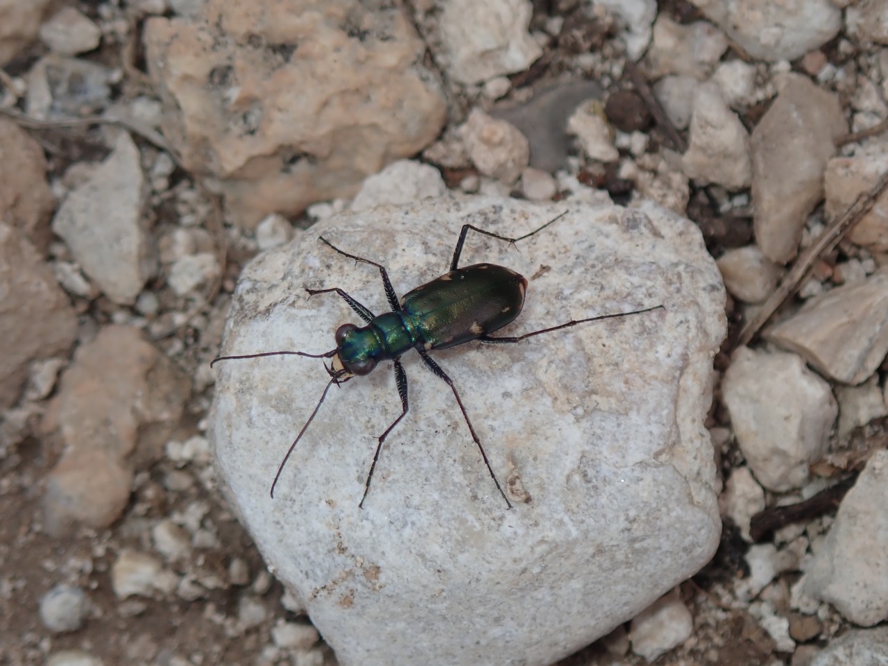 Cicindela laetipennis