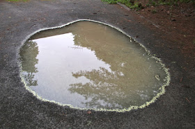 puddle outlined in pine pollen