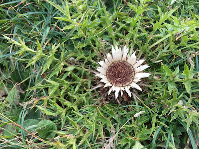 Carlina acaulis – Stemless Carline Thistle (Carlina bianca) – could be subsp. acaulis. 