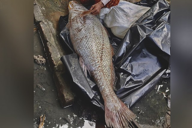 ২৩ কেজির পোপা মাছের দাম ৮৫ হাজার টাকা