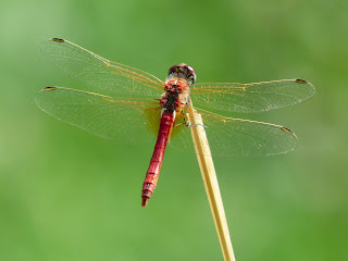 dragonfly baby