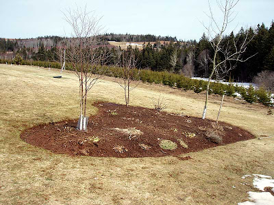  The front garden is finally out from underneath the snow and the perennials are starting to regrow.