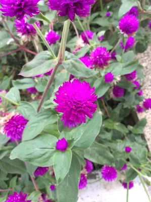 Gomphrena globosa