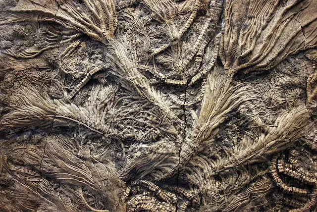 fossil crinoids