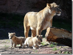 GERMANY-ANIMAL-ZOO-LION-OFFBEAT