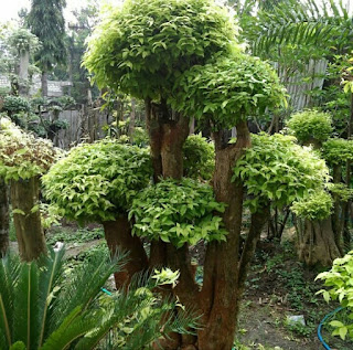 Jasa tukang taman jakarta, Jasa tukang taman depok, Jasa tukang taman tangerang, Jasa vertical garden jakarta, Jasa vertical garden tangerang, Jasa vertical garden depok, Jasa tukang taman bekasi, Jasa vertical garden bekasi, Jasa tukang taman karawang, Jasa tukang taman solo