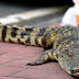 A man in China Brings Crocodile Stroll