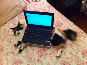 cat pictures, cat photos, cat and laptop