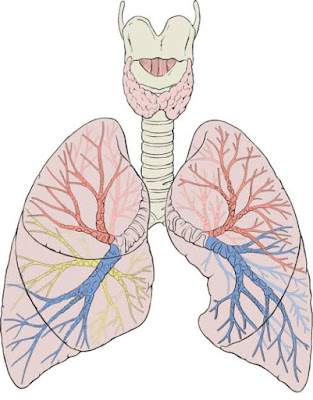 COPD A Cronic Disease,, लक्षण, बचाव,उपचार