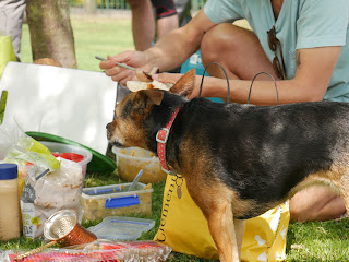 La bouffe était bonne et le chien en voulait