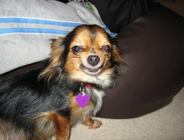 26 pictures of awkward dog smiles