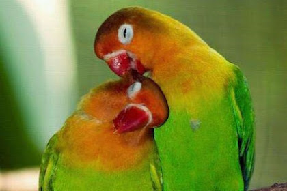 Menstabilkan Birahi Lovebird Jantanpaud Dan Betina