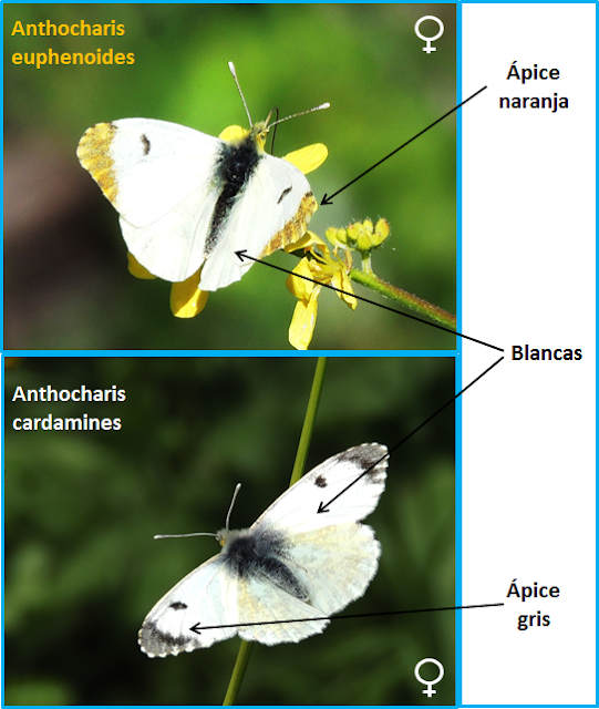 Diferencias entre hembras de Anthocharis euphenoides y cardamines