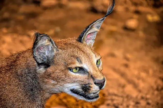 Caracal Cat