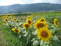 今では、福島から全国へ届いたひまわりの種は日本中で花を咲かせている。
