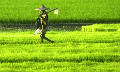 Paddy Rice Field Image