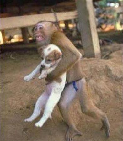 Funny Animal Action - Monkey