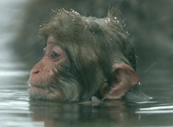 choonytunes.blogspot.com-gambar-hewan-lucu (24)