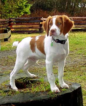 Brittany Dog Breed Photos Dog Pictures Online