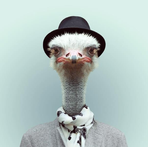 36 Adorable Portraits Of Baby Animals Dressed Like Humans