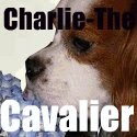 Charlie The Cavalier