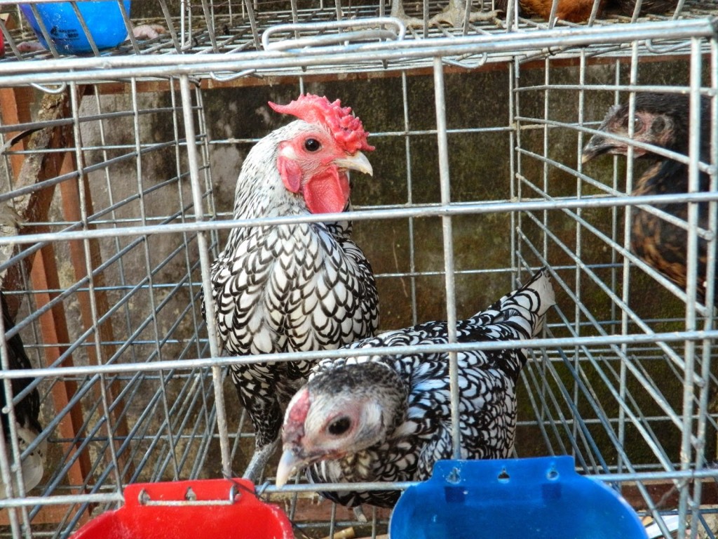 Koleksi Gambar Kartun Ayam Jago