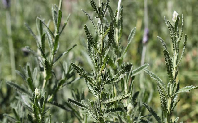 Lavender Flowers