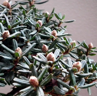 Rhododendron P.J.M. flower buds