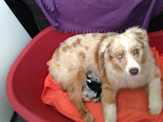 Australian Shepherd litter